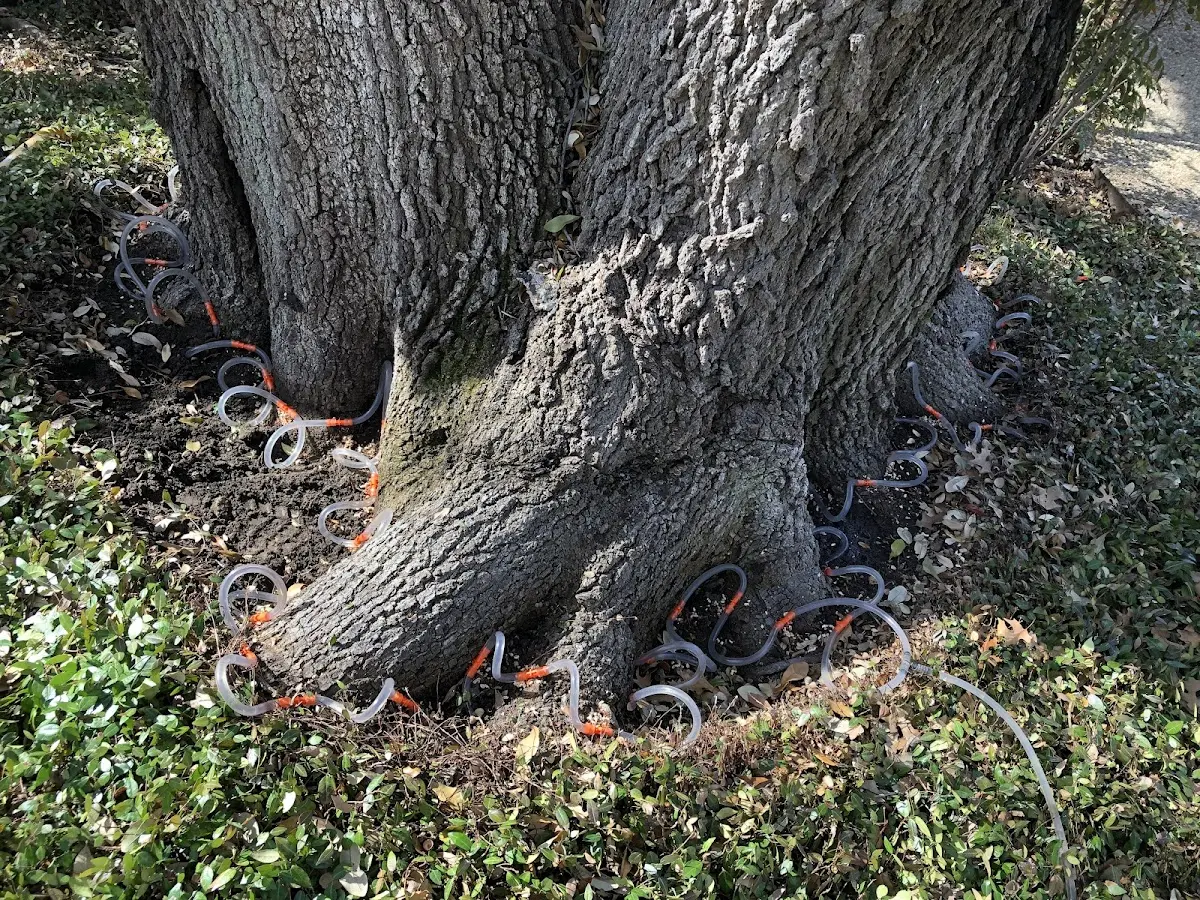 Detailed Tree Cabling and Bracing job site in Salina