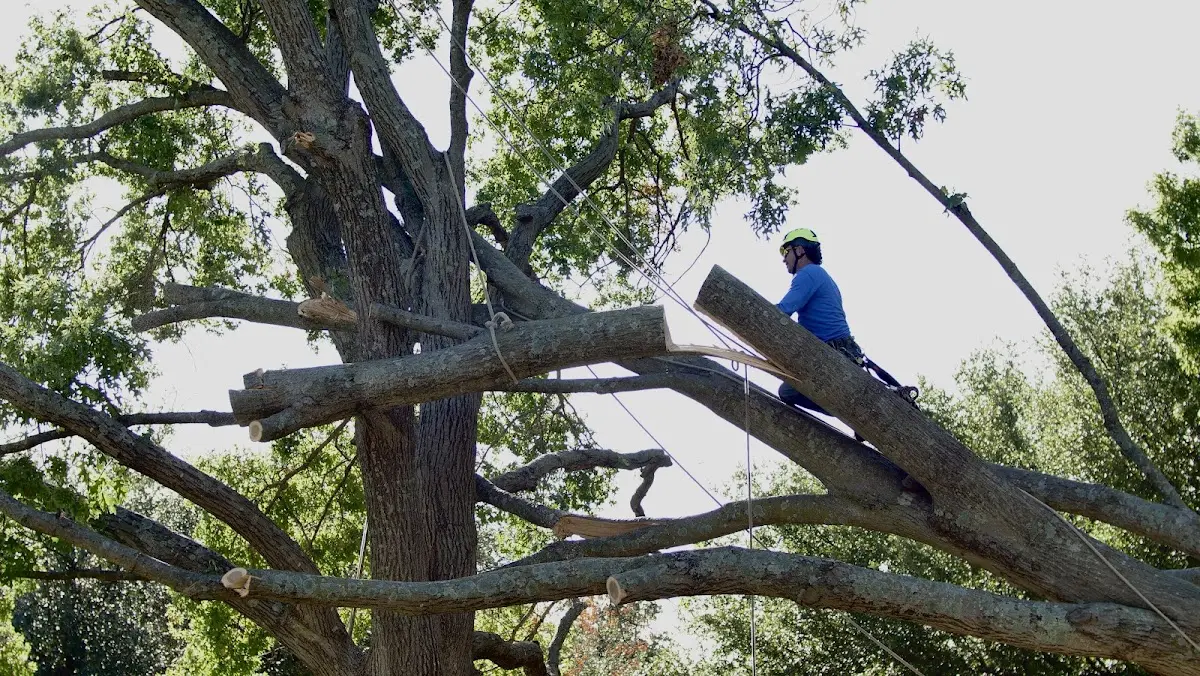 Professional Crown Thinning performed by certified arborists in Salina