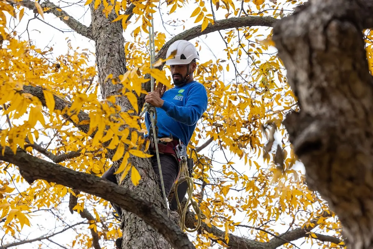 Skilled Tree Planing crew working in Salina