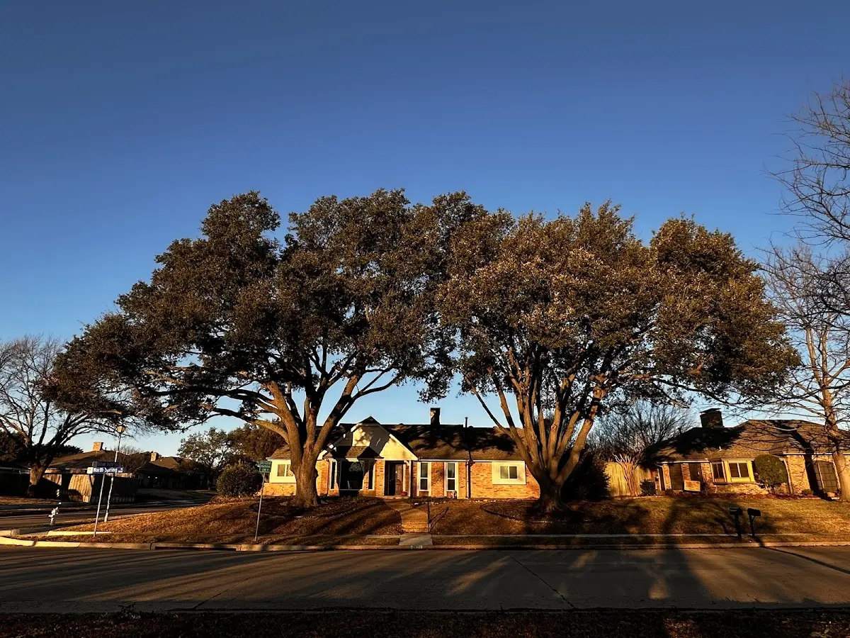 Established residential canopy tree shading a home in Salina
